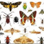 icone insetos