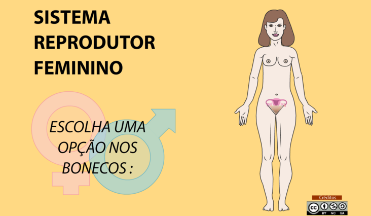 imagem_sistema _reprodutor_feminino