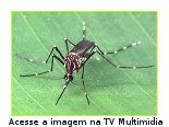 Aedes aegypti, mosquito transmissor do vrus da dengue no Brasil.