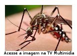 trs imagens do mosquito Aedes aegypti, mostrando suas principais caractersticas.