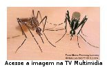 apresenta as escies de mosquito: aedes aegypti e Aedes albopictus, transmissores do vrus da dengue.