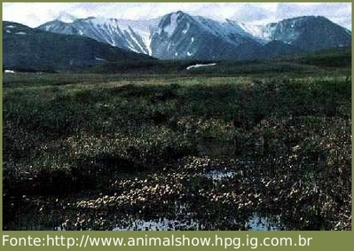 Tundra: características, vegetação, clima, fauna - Brasil Escola