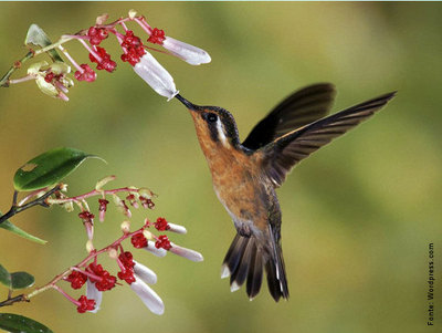 Tambm chamado de colibri, o beija-flor  uma ave que s existe no continente americano, e pode ser encontrado desde a Terra do Fogo at o Alaska. A maioria das espcies est na Amrica do sul e a metade delas se encontra no Brasil. So pssaros que impressionam pelo seu colorido muito variado que muda de acordo com o ngulo do qual so observados. O bico desta ave  bem longo (para retirar nctar das flores) e sua viso  bastante acurada, sendo capaz de detectar cores no espectro ultravioleta. Estas aves so normalmente pequenas, seu peso oscila entre 2 a 6 gramas e o tamanho varia de 6 a 12 cm de comprimento.
</br></br>
Palavra-chaves: beija-flor, colibri, ave, biodiversidade.