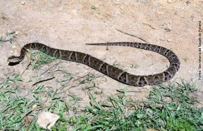 Jararaca - Bothrops jararaca - serpente venenosa - InfoEscola