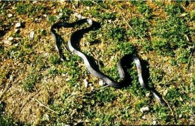 cobra azul escuro e amarela rajada é venenosa