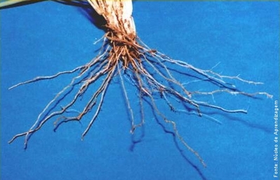 Raízes fasciculadas compõem-se de um conjunto de raízes finas que têm origem em um único ponto.
</br></br>
Palavra-chaves: raiz fasciculada, botânica, biodiversidade.