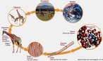 Corresponde a um conjunto de entidades, sejam elas genes, clulas, ou mesmo espcies, agrupadas em uma ordem crescente de complexidade. Na ecologia, so estudados os nveis de organismo at biosfera. <br /><br /> Palavras-chave: ecologia, organizao, sistemtica, classificao, espcie, populao, comunidade, ecossistema.