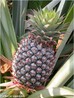 Abacaxi ou Anans  uma planta monocotilednea da famlia das bromeliceas, subfamlia Bromelioideae. </br> Imagem: <em>Ananas comosus</em> </br></br> Palavra-chaves:  abacaxi , anans, bromeliceas, monocotilednea.