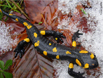 Salamandra