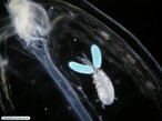 Simbiose - Coppode simbionte de invertebrado planctnico