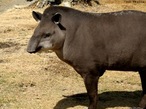 A anta pertence  espcie <em>Tapirus terrestris</em>. Mede 1,10 metros de altura e 2,20 (a fmea) ou 2 metros (o macho) de comprimento. Pesa cerca de 250 quilogramas. Ocorre na Amaznia, no Cerrado, na Mata Atlntica e no Pantanal. O <em>T. terrestris</em>  encontrado tambm na Argentina, Bolvia, Colmbia, Equador, Guiana Francesa, Guiana, Paraguai, Peru, Suriname e Venezuela - ou seja, toda a Amrica do Sul exceto Uruguai e Chile. Segundo a Lista Vermelha da IUCN, seu estado de conservao  vulnervel (VU), estando criticamente ameaada (CR) em alguns estados brasileiros como Paran e Minas Gerais. O tipo de ameaa que sofre  a destruio de seu habitat, a caa e o fato de as populaes estarem isoladas e em declnio. </br></br> Palavra-chaves: anta, mamfero, <em>Tapirus terrestris</em>. 