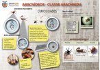 Os aracndeos pertencem ao filo Artrpoda. Apresentam o corpo dividido em cefalotrax e abdomem e possuem quatro pares de patas. Alguns representantes apresentam estrutura inoculadora de veneno, utilizado para imobilizar a presa e como defesa animal. </br></br> Palavra-chaves: artrpodes, aracndeos, aranhas, escorpies, carrapatos, tlson, quelceras, peonhentos, Multimeios.