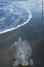 As tartarugas marinhas distribuem-se nas guas mornas e temperadas ao longo do mundo. Alimentam-se de moluscos, algas, crustceos e carne. Estas espcies podem atingir os 2 metros de comprimento e chegar at 500 kg. Possuem uma expectativa de vida em torno de 180 anos. A poluio, as redes de pesca em que ficam presas, e a procura dos seus ovos pela cozinha asitica, tm reduzido significativamente esta espcie. </br></br> Palavra-chaves: tartaruga marinha, habitat, rpteis, biodiversidade.