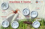 Aracndeos x Insetos