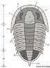 Trilobita ou trilobite  o nome dado a um animal artrpode, caracterstico do perodo Paleozico, conhecido apenas por registros fsseis. Possuiam um exoesqueleto ( esqueleto externo) de natureza quitinosa, com acmulo de carbonato de clcio, o que permitiu que deixasse abundantes vestgios fsseis. Seu nome (trilobita)  devido a presena de trs lobos que podem ser visualizados (na maior parte dos casos) em sua regio dorsal (um central e dois laterais). Seu esqueleto era dividido, longitudinalmente, em trs partes: I.Cefalo, II.Trax e III.Pigdio. </br></br> Palavra-chaves: trilobita, fssil, artrpode.