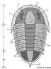 Trilobita