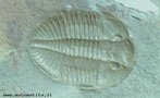 Trilobita - 1