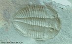 So artrpodes caractersticos do Paleozico, conhecidos apenas do registo fssil. O grupo, classificado na classe Trilobita da sub-classe Trilobitomorpha,  exclusivo de ambientes marinhos. </br></br> Palavra-chaves: trilobita, artrpodes, Paleozico, paleontologia, fssil, ambientes marinhos, biodiversidade. 