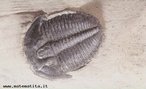 So artrpodes caractersticos do Paleozico, conhecidos apenas do registo fssil. O grupo, classificado na classe Trilobita da sub-classe Trilobitomorpha,  exclusivo de ambientes marinhos. </br></br> Palavra-chaves: trilobita, artrpodes, Paleozico, paleontologia, fssil, ambientes marinhos, biodiversidade.