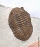 Trilobita da espcie <em>Asaphus</em> sp.