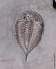 Trilobita ou trilobite  o nome dado a um animal artrpode, conhecido apenas por registros fsseis. Possuiam um exoesqueleto (esqueleto externo) de natureza quitinosa, com acmulo de carbonato de clcio, o que permitiu que deixasse abundantes vestgios fsseis. </br></br> Palavra-chaves: <em>Dalmanites limulurus</em>,  trilobita, fssil, artrpode.