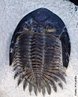 Trilobita ou trilobite  o nome dado a um animal artrpode, conhecido apenas por registros fsseis. Possuiam um exoesqueleto (esqueleto externo) de natureza quitinosa, com acmulo de carbonato de clcio, o que permitiu que deixasse abundantes vestgios fsseis. </br></br> Palavra-chaves: trilobita, fssil, artrpode.