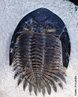 Trilobita da subordem Phacopina, famlia Acastidae