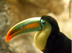 Tucano <em>(Ramphastos sulfuratus</em>)