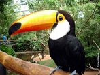 O tucano-toco, tambm conhecido como tucanuu  (<em>Ramphastos toco</em>). Apresenta 56 cm de comprimento e pesa cerca de 540 gramas, sendo o maior de todos os tucanos. No apresenta dimorfismo sexual: a plumagem  uniformemente negra da coroa ao dorso e no ventre.  encontrado nos dossis das florestas tropicais da Amrica do Sul, desde as Guianas at o norte da Argentina. </br></br> Palavra-chaves: tucano, ave, <em>Ramphastos toco</em>.