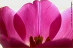 Planta da Famlia das Liliceas, a tulipa produz folhas que podem ser oblongas, ovais ou lanceoladas (em forma de lana). Do centro da folhagem surge uma haste ereta, com uma flor solitria formada por seis ptalas. Cores e formas so bem variadas. </br></br> Palavra-chaves: tulipa, planta, botnica, biodiversidade.