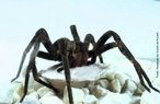 Aranha do gnero Phoneutria causa acidente denominado foneutrismo. mente conhecida como aranha armadeira, devido ao fato de ao assumir comportamento de defesa, apoia-se nas patas traseiras, ergue as dianteiras e os palpos, abre as quelceras, tornando bem visveis os ferres e procura picar. Pode atingir de 3 a 4cm de corpo e at 15cm de envergadura de pernas. Tambm conhecida como aranha de macaco, aranha de bananeira, possui hbitos noturnos. Acidentes frequentes dentro de residncias e nas suas proximidades, ao se manusearem material de construo, entulhos, lenha ou calando sapatos. Tambm pode ser encontrada em bananeiras ou rvores com grandes folhagens. As picadas preferencialmente ocorrem em mos e ps. </br></br> Palavra-chaves: aranha armadeira, aranha de macaco, aranha de bananeira, aracndeos, biodiversidade.