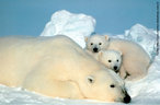 Espcie exclusiva do hemisfrio norte, o urso-polar habita as regies do rtico (Alasca, norte do Canad, Groenlndia, extremo norte da Europa e Sibria).  um mamfero que se caracteriza por ter um corpo pesado, a cauda curta e as orelhas pequenas e arredondadas. Tem carter solitrio e os laos familiares s existem entre a fmea e suas crias. O urso polar  o maior carnvoro terrestre do mundo. Tem um corpo mais longo e delgado que o restante dos ursos, devido a seus hbitos aquticos. So excelentes nadadores, capazes de nadar at 80 km sem descanso. Se alimentam de frutos, plantas, moluscos e algas marinhas, porm suas presas favoritas so as focas.O peso mdio das fmeas  de 250 kg e os machos pesam em torno de 350 kg.  uma animal ameaado de extino e pode viver em mdia de 20 a 25 anos. </br></br> Palavra-chaves: urso polar, urso branco, extino, habitat, mamferos, carnvoros.