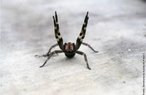 Aranha do gnero Phoneutria causa acidente denominado foneutrismo. mente conhecida como aranha armadeira, devido ao fato de ao assumir comportamento de defesa, apoia-se nas patas traseiras, ergue as dianteiras e os palpos, abre as quelceras, tornando bem visveis os ferres e procura picar. Pode atingir de 3 a 4cm de corpo e at 15cm de envergadura de pernas. Tambm conhecida como aranha de macaco, aranha de bananeira, possui hbitos noturnos. Acidentes frequentes dentro de residncias e nas suas proximidades, ao se manusearem material de construo, entulhos, lenha ou calando sapatos. Tambm pode ser encontrada em bananeiras ou rvores com grandes folhagens. As picadas preferencialmente ocorrem em mos e ps. </br></br> Palavra-chaves: aranha armadeira, aranha de macaco, aranha de bananeira, aracndeos, biodiversidade. 