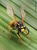 Filo Arthropoda. Classe Insecta. Ordem Hymenoptera,  um dos maiores grupos dentre os insetos, compreendendo as vespas, abelhas e formigas. </br></br> Palavra-chaves: vespa, arthropoda, insetos, habitat. zoologia, biodiversidade.
