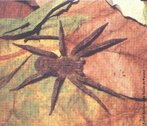 Aranha do gênero Phoneutria causa acidente denominado “foneutrismo”. mente conhecida como aranha armadeira, devido ao fato de ao assumir comportamento de defesa, apoia-se nas patas traseiras, ergue as dianteiras e os palpos, abre as quelíceras, tornando bem visíveis os ferrões e procura picar. Pode atingir de 3 a 4cm de corpo e até 15cm de envergadura de pernas. Também conhecida como aranha de macaco, aranha de bananeira, possui hábitos noturnos. Acidentes frequentes dentro de residências e nas suas proximidades, ao se manusearem material de construção, entulhos, lenha ou calçando sapatos. Também pode ser encontrada em bananeiras ou árvores com grandes folhagens. As picadas preferencialmente ocorrem em mãos e pés. </br></br> Palavra-chaves: aranha armadeira, aranha de macaco, aranha de bananeira, aracnídeos, biodiversidade.