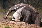 Xenarthra ou Edentata