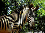 Zebra de Grvy