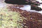 Reino Protista. Classe das Algas. Clorfitas:  uma diviso de algas verdes, composta por cerca de 8000 espcies. </br> Fefitas: pluricelulares, no so classificadas como plantas porque no formam tecidos com funes especializadas. </br></br> Palavra-chaves: clorfitas, fefitas, biodiversidade, algas, botnica.