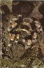 A Brachypelma smithi tarântula também conhecida como Caranguejeira de Joelho Vermelho Mexicana, tem o nome por ser originária do México. Possuem junções das patas de cor alaranjada-vermelha e suas partes escuras bem pretas. É uma das muitas aranhas de grande tamanho que encontramos por toda América Central e zonas limítrofes da América do Sul. Ás vezes aprisionam animais do tamanho de um passarinho, esperando ocultas em buracos cavados no solo. </br></br> Palavra-chaves: aracnídeos, aranha, caranguejeira, tarântula.