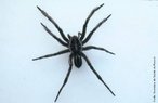 Lycosa são também conhecidas como aranhas de jardim ou de grama, apresentam como característica um desenho negro em forma de ponta de flecha no dorso do abdome. São aranhas errantes, vivem em gramados junto às residências e não são agressivas, por isso não constituem problema de saúde pública. </br></br> Palavra-chaves: aranha de jardim, aranha de grama, lycosa, aracnídeos.