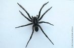 Lycosa so tambm conhecidas como aranhas de jardim ou de grama, apresentam como caracterstica um desenho negro em forma de ponta de flecha no dorso do abdome. So aranhas errantes, vivem em gramados junto s residncias e no so agressivas, por isso no constituem problema de sade pblica. </br></br> Palavra-chaves: aranha de jardim, aranha de grama, lycosa, aracndeos.