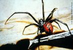 Aranha do gnero Lactrodectus mente conhecida como viva negra, flamenguinha ou aranha ampulheta. No Brasil, os acidentes ocorrem na regio Nordeste, principalmente no Estado da Bahia, Cear, Rio Grande do Norte e Sergipe. Normalmente ocorrem quando so comprimidas contra o corpo. A fmea apresenta o corpo com aproximadamente 1cm de comprimento e 3cm de envergadura de pernas, o macho de 3 a 6mm, no  causador de acidentes. Habitam jardins, parques, gramados e plantaes e podem ocultar-se nas residncias. Tm hbitos sedentrios, fazem teias irregulares, vivem de forma gregria e no so agressivas. </br></br> Palavra-chaves: aranha viva negra, artrpodos, aracndeos, latrodectus, biodiversidade.