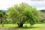 Aroeira ou arrueira  o nome  de vrias espcies de plantas da famlia Anacardiaceae. </br></br> Palavra-chaves: aroeira, rvore, anacardiaceae, botnica.