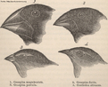 As vrias espcies reconhecidas de tentilhes demonstraram o poder do mtodo hipottico-dedutivo de Darwin, que baseando-se em anotaes detalhadas da morfologia, hbitat e comportamento destes pssaros, representam um dos argumentos mais aceitos em seu livro sobre a origem das espcies.<br /><br /> Palavras-chave: Evoluo. Darwin. Tentilhes.