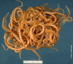 <em>Ascaris lumbricoides</em> é um verme asquelminto parasita causador da ascaridíase. Este verme nematódio é um parasita muito conhecido como lombriga intestinal. Este microorganismo infecta os seres humanos e mais freqüentemente as crianças. Aloja-se normalmente no intestino delgado e às vezes dirige-se para outras partes do corpo. Seu comprimento pode variar de 15 a 25 cm. </br></br> Palavra-chaves: <em>Ascaris lumbricoides</em>, ascaridíase, verme, parasita, saúde, higiene.