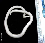 Conhecidos como lombrigas, os <em>Ascaris lumbricoides</em> medem aproximadamente 25 centmetros de comprimento e vivem no intestino humano. </br></br> Palavra-chaves: <em>Ascaris lumbricoides</em>, lombrigas, nematelmintos.