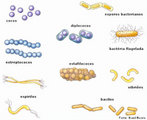 As bactérias são organismos unicelulares com tamanho microscópico. Normalmente possuem uma rígida parede celular que envolve externamente a membrana plasmática, constituída por uma trama de peptídeos (proteínas) interligados a polissacarídeos (açúcares) formando um complexo denominado de pepdidoglicanas. Essa substância é responsável pela forma, proteção física e osmótica do organismo. De acordo com a forma e afinidade colonial das bactérias, elas podem ser classificadas em: cocos, bacilos, espirilo, vibriões, estafilococos, sarcina, estreptobacilos, diplococos ou estreptococos. Fonte: http://www.brasilescola.com/upload/e/bacterias.jpg </br></br> Palavra-chaves: bactérias, microorganismos, células, sistemas biológicos.