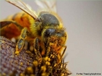 São insetos que vivem agrupadas em colônia dentro de colmeias e são conhecidas a mais de 40 mil anos. É um inseto extremamente organizado e trabalhador. Em cada colméia existe cerca de 60 mil abelhas, há apenas uma abelha fêmea com os órgãos sexuais completamente formados, essa é chamada de rainha. </br></br> Palavra-chaves: abelha, biodiversidade, insetos, colmeia, colônia, zoologia.