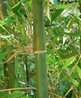 Bambu é o nome que se dá às plantas da sub-família Bambusoideae, da família das gramíneas (Poaceae ou Gramineae). </br></br> Palavra-chaves: bambu, caule, planta, botânica, biodiversidade.