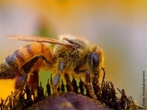 São insetos que vivem agrupadas em colônia dentro de colméias e são conhecidas a mais de 40 mil anos. É um inseto extremamente organizado e trabalhador. Em cada colméia existe cerca de 60 mil abelhas, há apenas uma abelha fêmea com os órgãos sexuais completamente formados, essa é chamada de rainha. </br></br> Palavra-chaves: abelha, biodiversidade, insetos, colméia, colônia, zoologia.